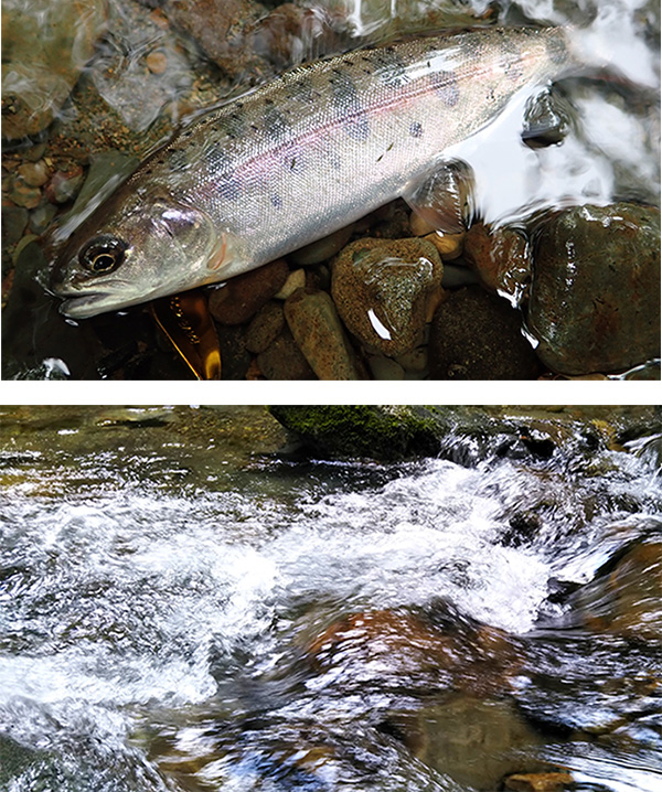 渓流釣り